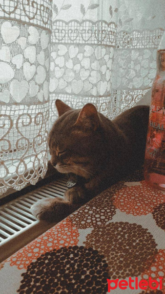 Tekir Kedi, Kedi  frodo fotoğrafı