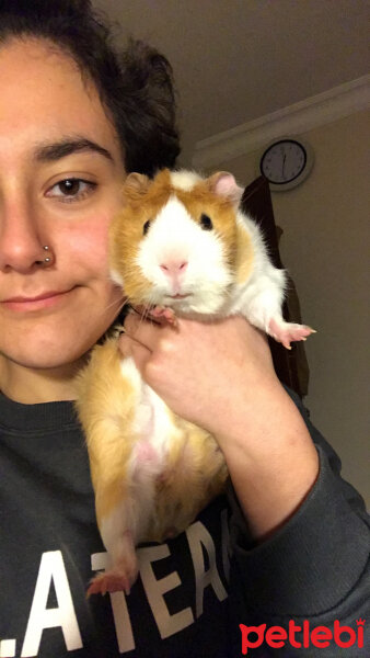 Guinea Pig, Kemirgen  Tıftıf fotoğrafı