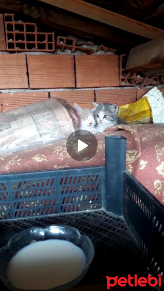 American Wirehair, Kedi  Sahipsiz fotoğrafı