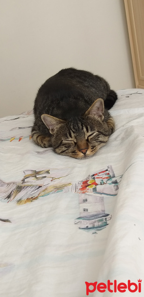 Tekir Kedi, Kedi  Miniş fotoğrafı