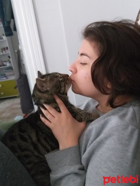 Tekir Kedi, Kedi  Miniş fotoğrafı