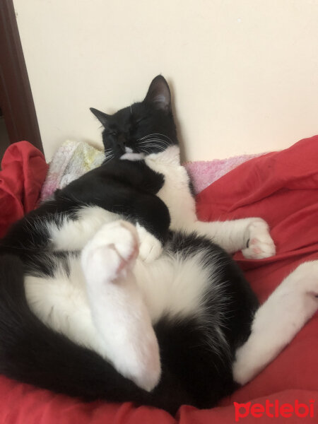 Tuxedo (Smokin) Kedi, Kedi  Mia fotoğrafı