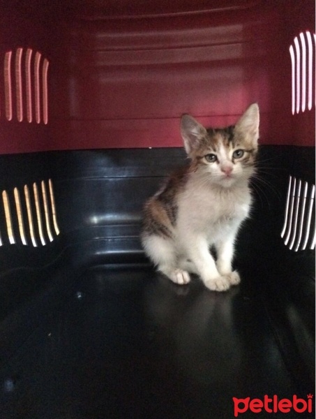 Tekir Kedi, Kedi  Lolita fotoğrafı