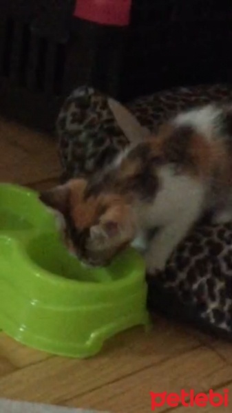 Tekir Kedi, Kedi  Lolita fotoğrafı