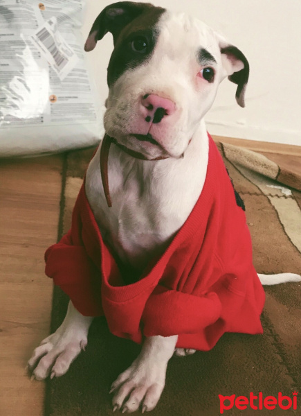 Dogo Arjantin, Köpek  THOR fotoğrafı
