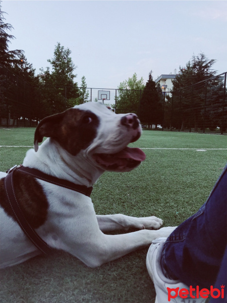 Dogo Arjantin, Köpek  THOR fotoğrafı