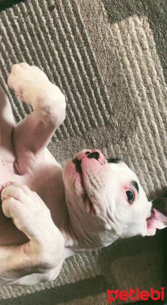 Dogo Arjantin, Köpek  THOR fotoğrafı