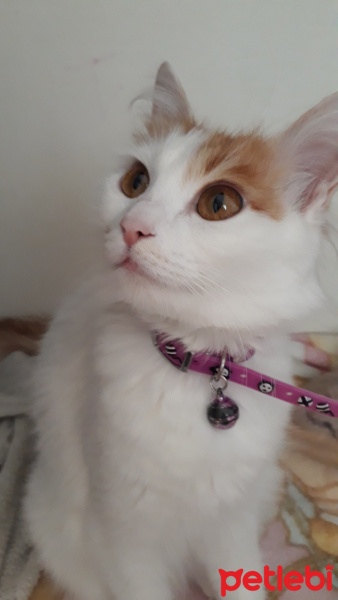 Sarman, Kedi  Mişa fotoğrafı