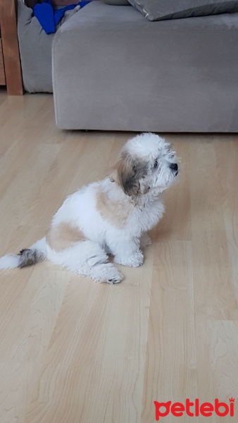 Maltese, Köpek  Lucky fotoğrafı