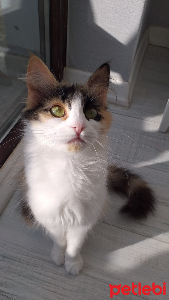 Norwegian Forest, Kedi  Şiva fotoğrafı