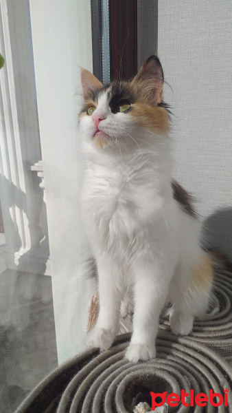 Norwegian Forest, Kedi  Şiva fotoğrafı