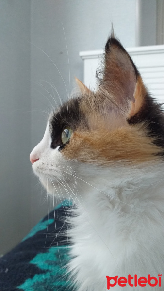 Norwegian Forest, Kedi  Şiva fotoğrafı