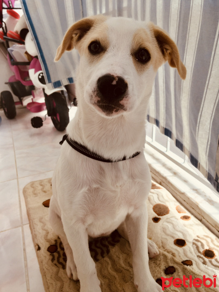 Jack Russell Terrier, Köpek  Masha fotoğrafı