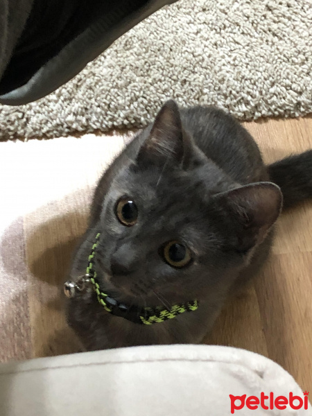 British Shorthair, Kedi  BADE fotoğrafı