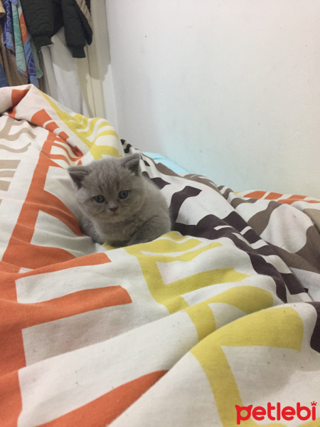 Scottish Fold, Kedi  Yumak fotoğrafı