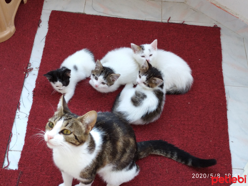 Tekir Kedi, Kedi  Yuvanizda bana da yer açar mısınız ???? fotoğrafı