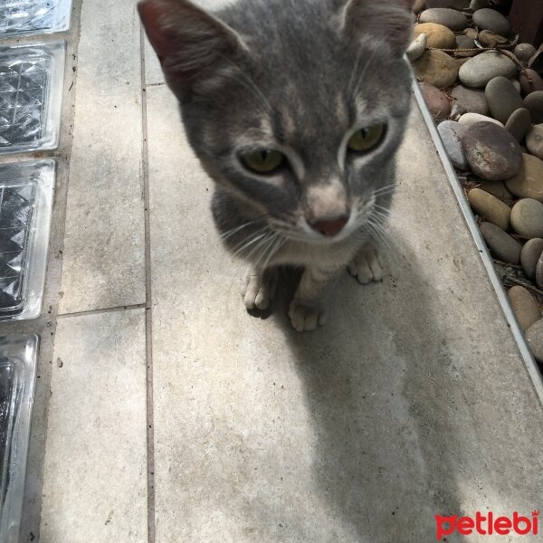 Tekir Kedi, Kedi  TRİPOD fotoğrafı