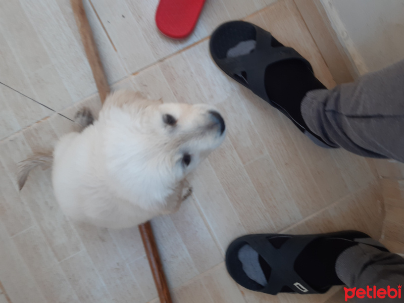 Golden Retriever, Köpek  Liza fotoğrafı