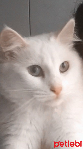 Ankara Kedisi, Kedi  Bianca fotoğrafı