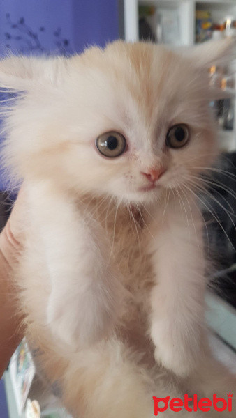 Chinchilla, Kedi  Chilla fotoğrafı