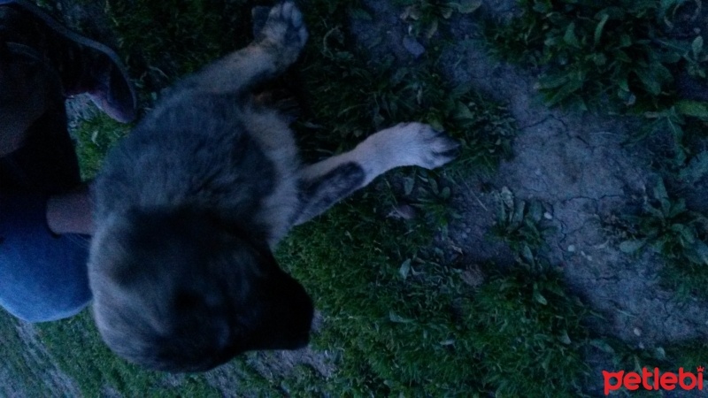 Kangal, Köpek  Çapar fotoğrafı