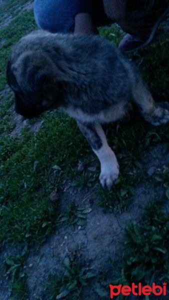 Kangal, Köpek  Çapar fotoğrafı