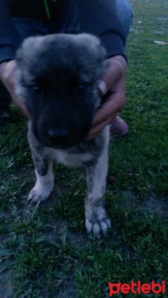 Kangal, Köpek  Çapar fotoğrafı