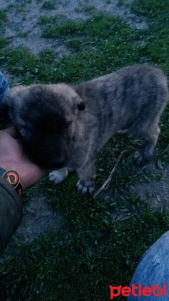 Kangal, Köpek  Çapar fotoğrafı