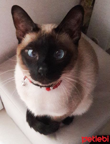 Siyam Kedisi, Kedi  Kahve fotoğrafı