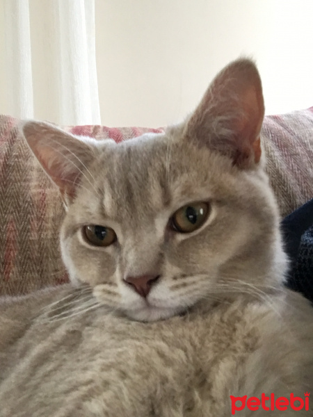 British Shorthair, Kedi  Latte fotoğrafı