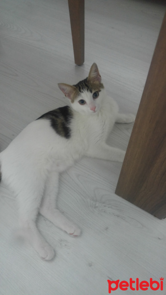 Bengal, Kedi  Defo fotoğrafı