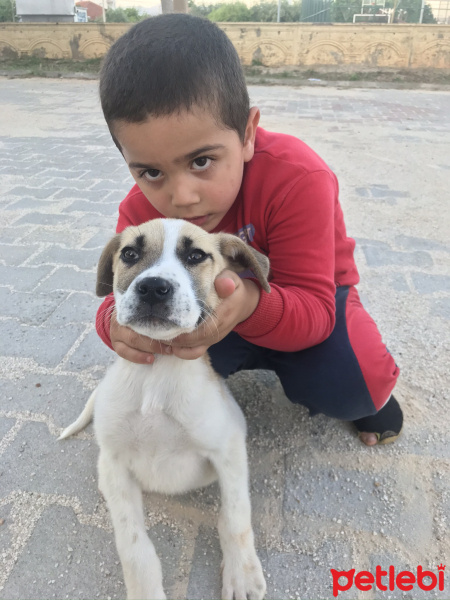 Sokö (Sokak Köpeği), Köpek  Uzi fotoğrafı