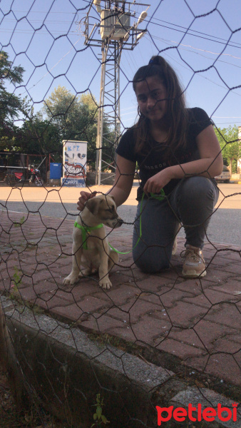 Sokö (Sokak Köpeği), Köpek  Uzi fotoğrafı