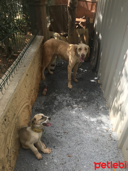 Sokö (Sokak Köpeği), Köpek  Uzi fotoğrafı