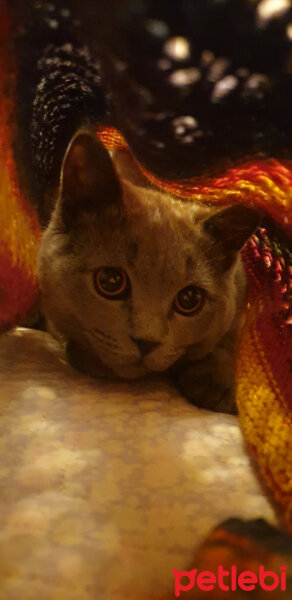 British Shorthair, Kedi  Boncuk fotoğrafı