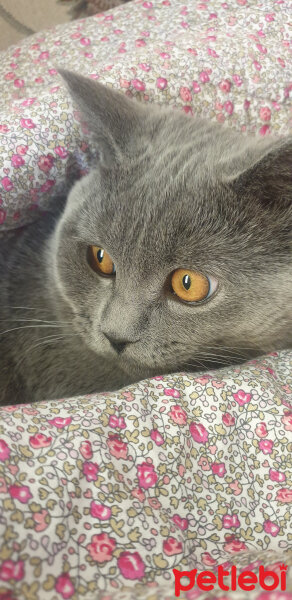 British Shorthair, Kedi  Boncuk fotoğrafı