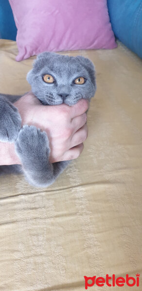 British Shorthair, Kedi  Boncuk fotoğrafı