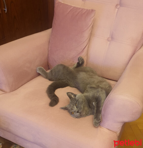 British Shorthair, Kedi  Boncuk fotoğrafı