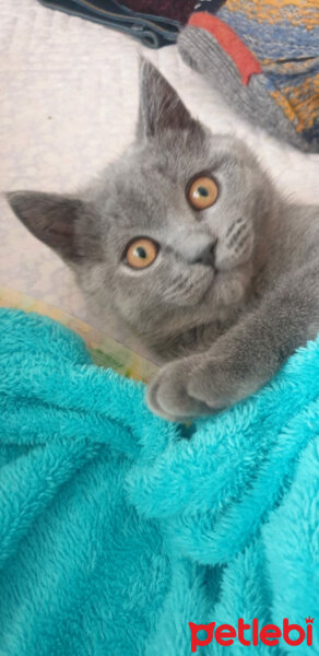 British Shorthair, Kedi  Boncuk fotoğrafı