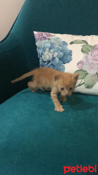 Tekir Kedi, Kedi  sarı papatya fotoğrafı