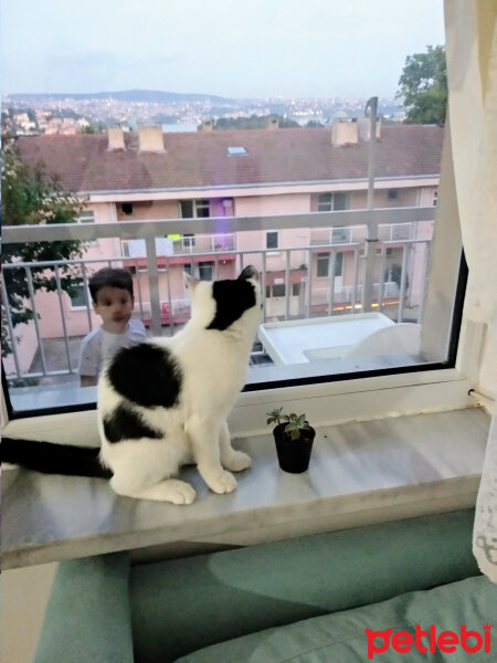 Tekir Kedi, Kedi  Suzi fotoğrafı