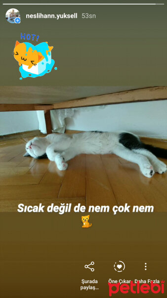 Tekir Kedi, Kedi  Suzi fotoğrafı