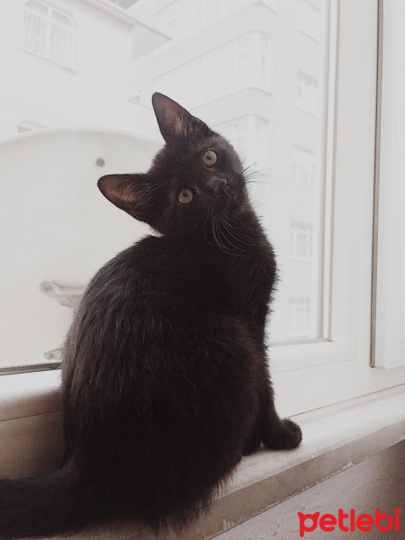 Bombay, Kedi  Coco fotoğrafı