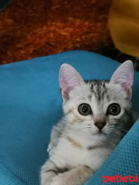 British Shorthair, Kedi  Mila fotoğrafı