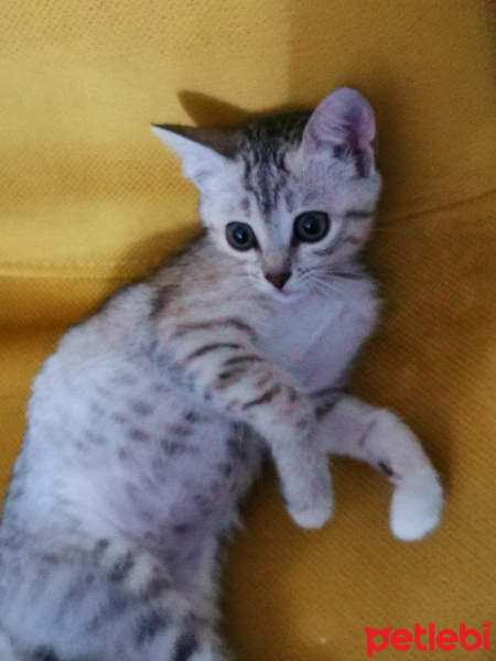 British Shorthair, Kedi  Mila fotoğrafı