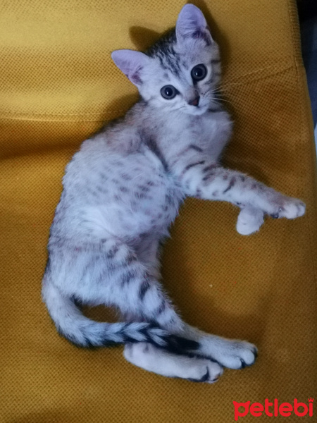 British Shorthair, Kedi  Mila fotoğrafı