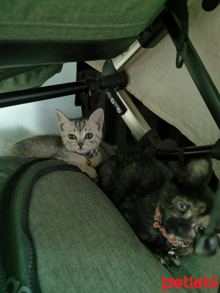 British Shorthair, Kedi  Mila fotoğrafı