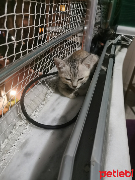 British Shorthair, Kedi  Mila fotoğrafı