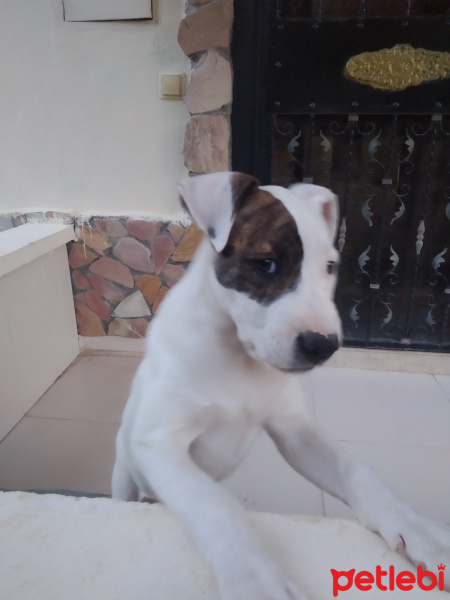 Amerikan Staffordshire Terrier, Köpek  Reis fotoğrafı