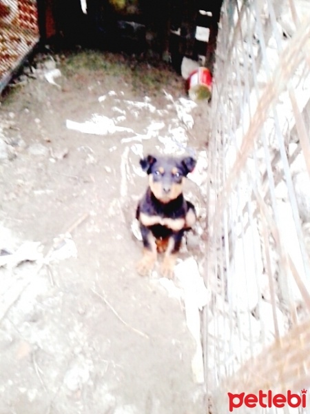 Rottweiler, Köpek  çaki fotoğrafı